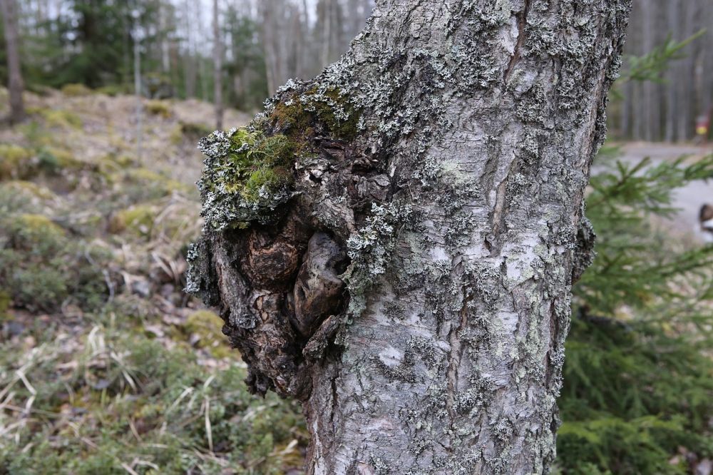 Kosttilskudd for gravide: En grundig oversikt